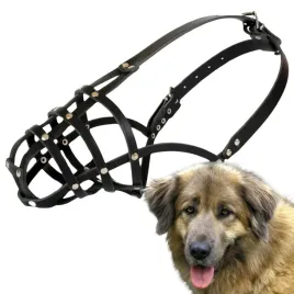kaganiec-dla-psa-dingo-skorzany-nitowany-nr-12-obwod-44cm-kaukaz