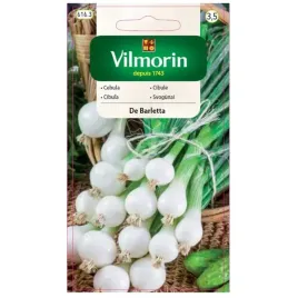 cebula-biala-de-barletta-wczesna-nasiona-2g-vilmorin