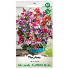 groszek-pachnacy-niski-cupid-mieszanka-nasiona-wegana