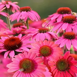 rudbekia-purpurowa-1g-nasiona-kwiatow-polan
