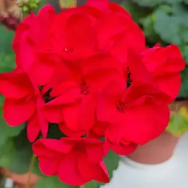 pelargonia-rabatowa-gama-f1-czerwona-nasiona-pelargonii-005g