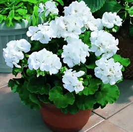 pelargonia-rabatowa-biala-nasiona-balkon-taras-rabaty-ogrodowe-toraf