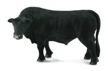 byk-czarny-angus-collecta