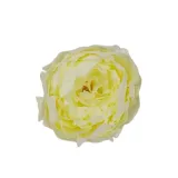 peonia-wyrobowa-13