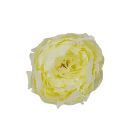 peonia-wyrobowa-13