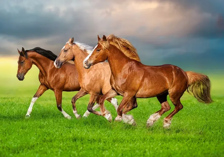puzzle-500-horses-in-spring-rush-castor-stan-nowy