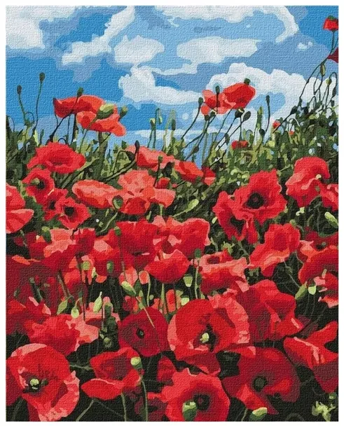 Malowanie po numerach: Niesamowite maki 40 x 50 cm
