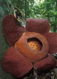 zycie-na-ziemi-david-attenborough-waga-z-opakowaniem-1-415-kg