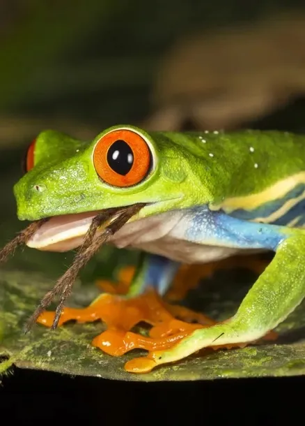 zycie-na-ziemi-david-attenborough-autor-david-attenborough