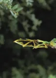 zycie-na-ziemi-david-attenborough-liczba-stron-342