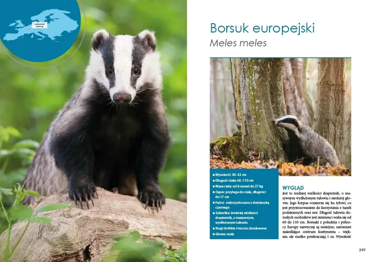 ssaki-drapiezne-europy-wysokosc-produktu-289-cm