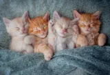 puzzle-1000-the-sweetest-kittens-stan-nowy