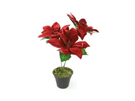 gwiazda-betlejemska-czerwona-w-doniczce-30-cm-1-szt