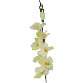 mieczyk-pojedynczy-sredni-cream-green-gm42-12-szt