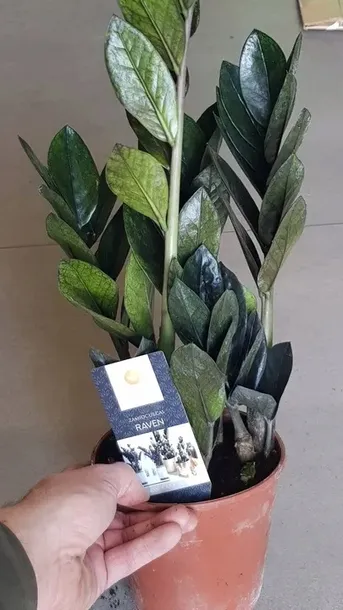 zamiokulkas-raven-zamia-kod-producenta-0