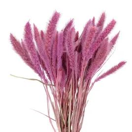suszona-setaria-italica-fioletowa-trawa-suszona-ozdobna-50-szt