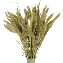 suszona-setaria-wlosnica-naturalna-trawa-ozdobna-30-szt