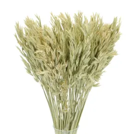 suszony-owies-naturalny-zboze-suszone-25-szt