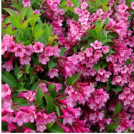 krzewuszka-cudowna-weigela-florida-rumba