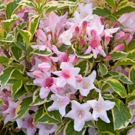 krzewuszka-cudowna-weigela-florida-nana-variegata