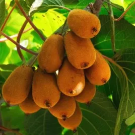 kiwi-aktinidia-deliciosa-jenny-samopylna-p9-c1