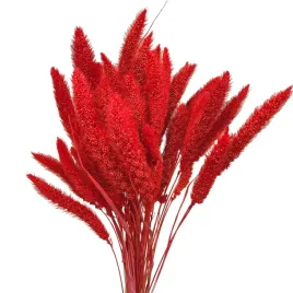 kanar-wiazka-pomaranczowy