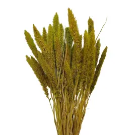 kanar-wiazka-zielony