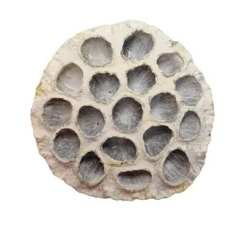 lotos-bielony-brokatowy-8-10-cm-opakowanie-25-szt