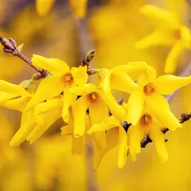 forsycja-posrednia-lynwood-gold-forsythia-intermedia-doniczka-2-0l