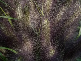 rozplenica-japonska-black-beauty-pennisetum-alopecuroides-doniczka-2-5l