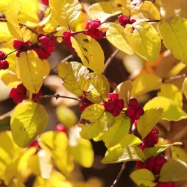 snieguliczka-chenaulta-zolta-zlota-symphoricarpos-chenaultii-poj-2-0l