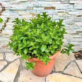 mieta-hiszpanska-duza-sadzonka-mentha-x-cordifolia-spanish-p13