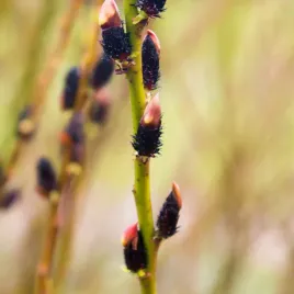 wierzba-kurome-czarne-bazie-salix-gracilistyla-doniczka-2-0l