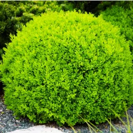 bukszpan-kulisty-drobnolistny-buxus-faulkner
