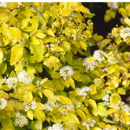 pecherznica-kalinolistna-physocarpus-opulifolius-dart-s-gold