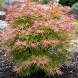 klon-palmowy-acer-palmatum-phoenix