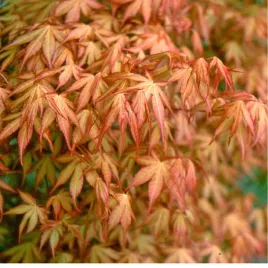 klon-palmowy-acer-palmatum-katsura