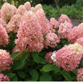 hortensja-bukietowa-hydrangea-paniculata-magical-candle-r