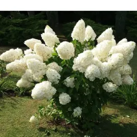 hortensja-bukietowa-hydrangea-paniculata-polar-bear-r