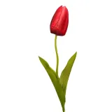 tulipan-pojedynczy-czerwony