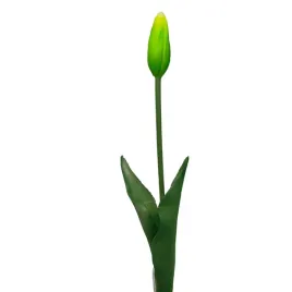 tulipan-pojedynczy-gumowy-zielony