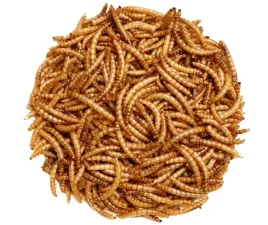 suszone-larwy-macznika-mlynarka-2kg
