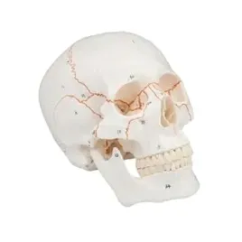 model-czaszki-anatomiczny-ponumerowany-dydaktyczny-medyczny-studia-bialy