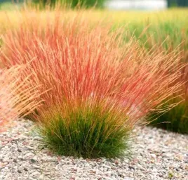 kostrzewa-walberla-festuca-walberla-sadzonka-w-p9-05l
