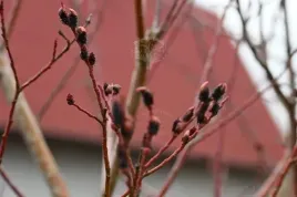 wierzba-smukloszyjkowa-melanostachys-czarne-kotki