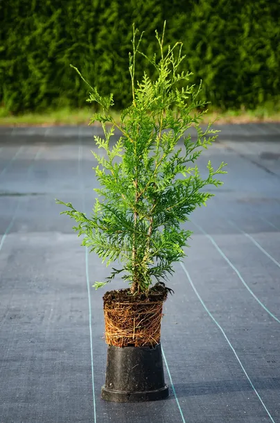 Tuja BRABANT 40-70cm Gęsta Na Żywopłot