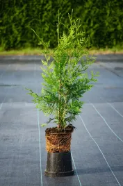 tuja-brabant-40-70cm-gesta-na-zywoplot