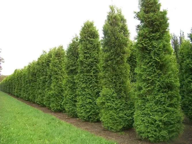 Tuja Brabant 200-220cm Najpiękniejsza Sadzonka DOSTAWA GRATIS