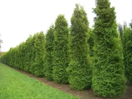 tuja-brabant-200-220cm-najpiekniejsza-sadzonka-dostawa-gratis