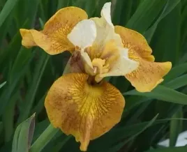 irys-syberyjski-peacock-butterfly-iris-buttercotch-fizz